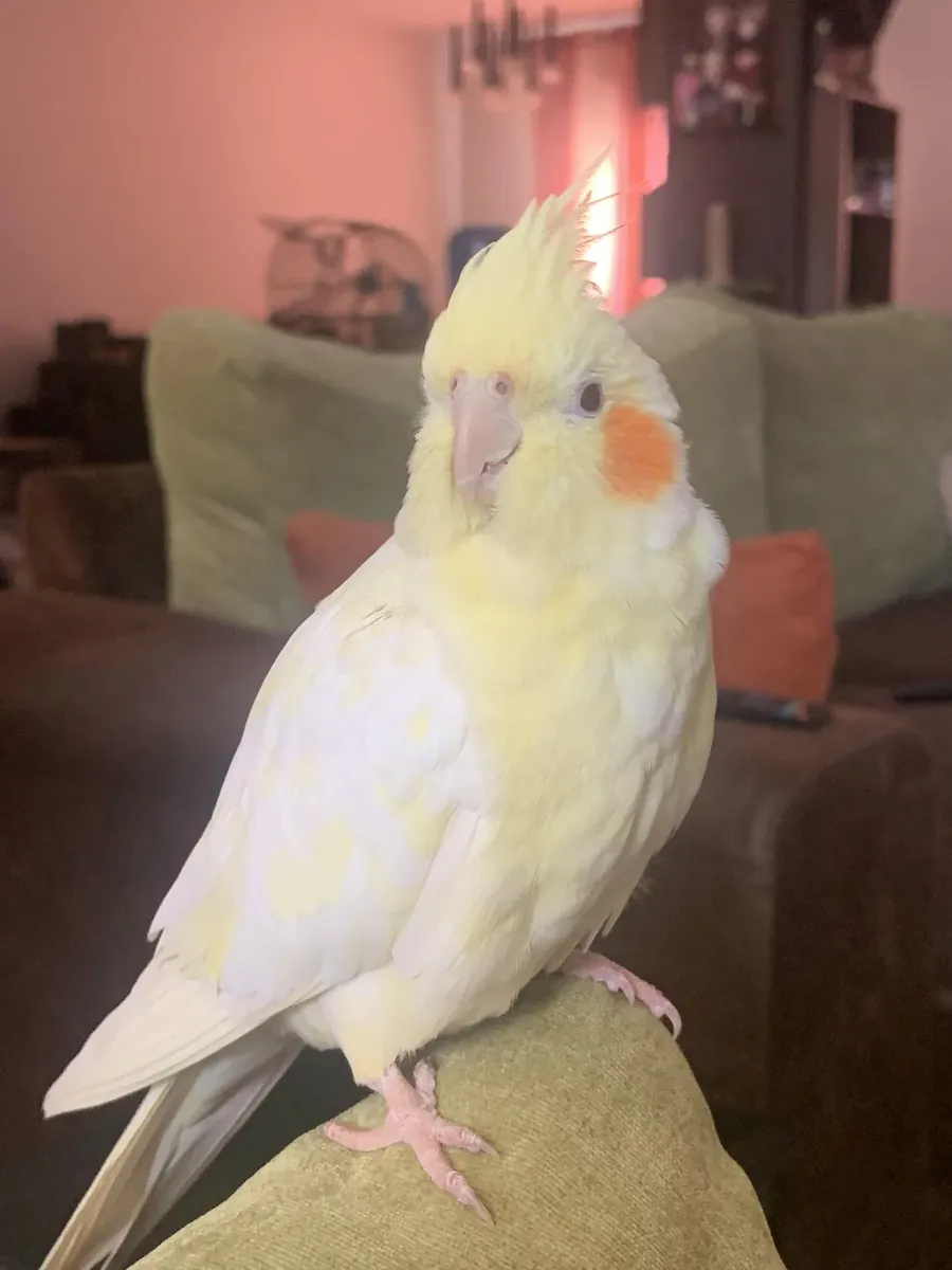 Cockatiel raised in a home environment