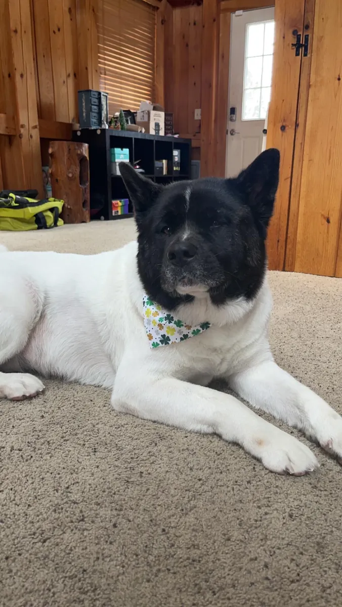 We are looking for a loving home for our Akita.