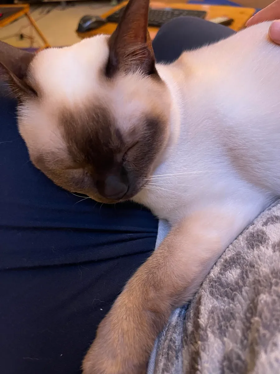 Tonkinese cat is looking for a new home.