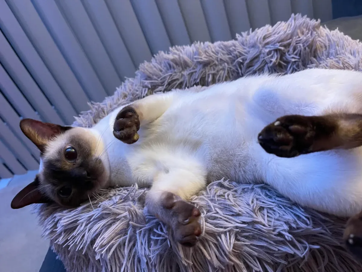 Tonkinese cat is looking for a new home.