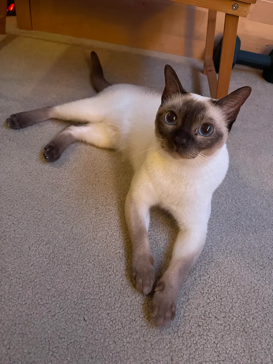 Tonkinese cat is looking for a new home.