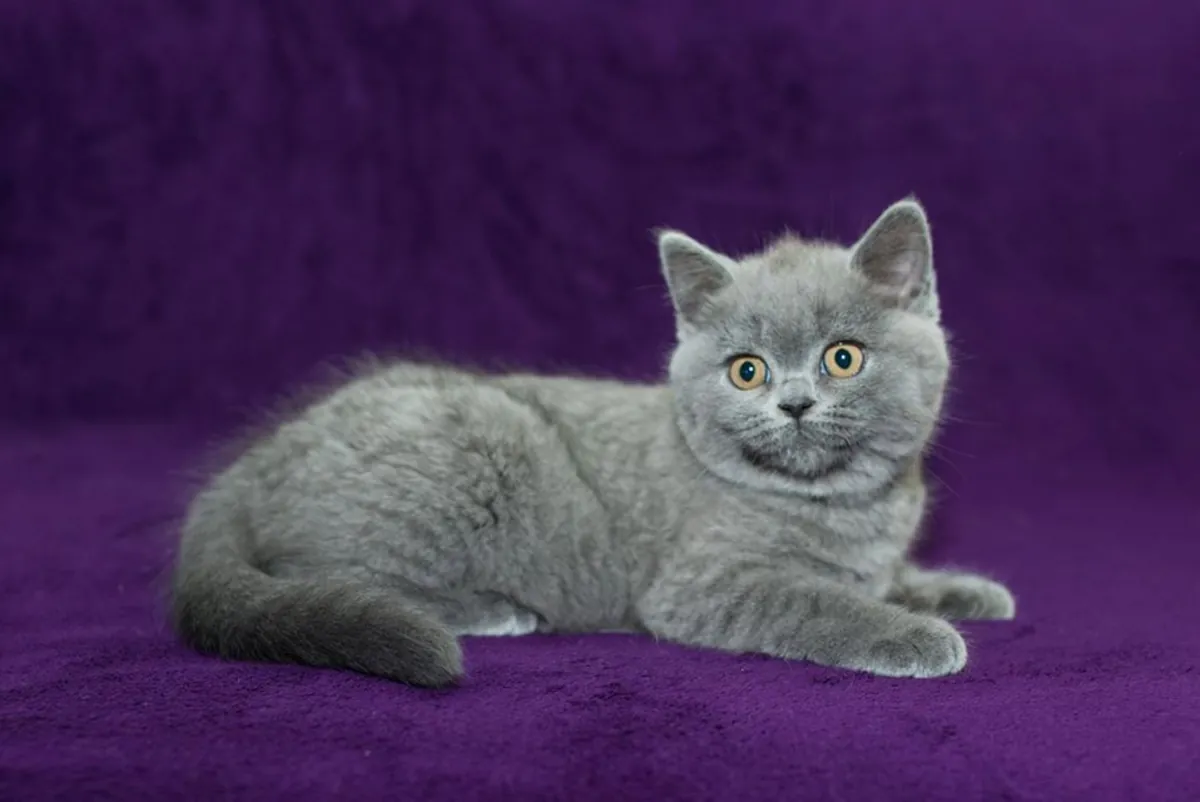 5 chatons  3 Males et 2 femelles de race Birtish Shortair
