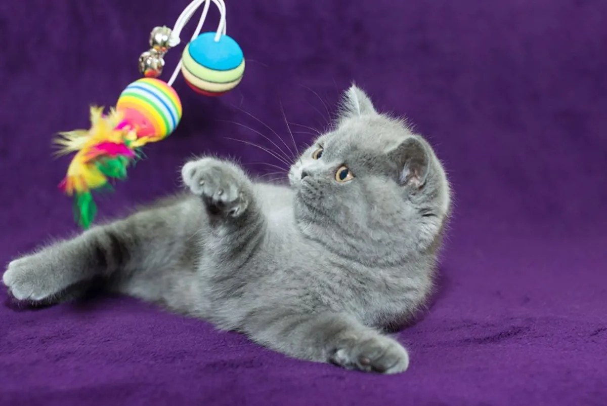 5 chatons  3 Males et 2 femelles de race Birtish Shortair