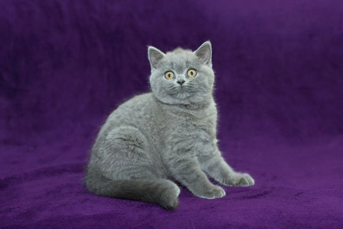 5 chatons  3 Males et 2 femelles de race Birtish Shortair