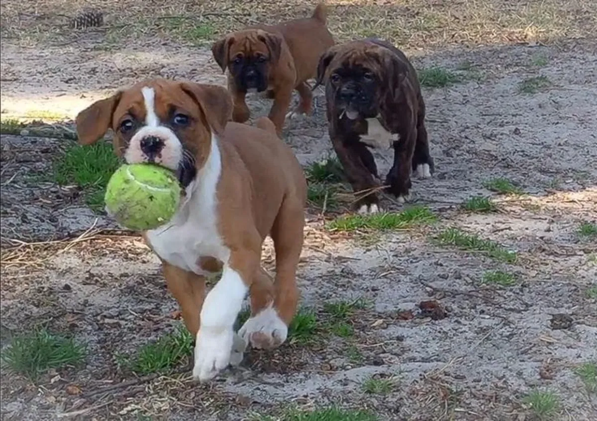 Encantador cachorro Boxer en busca de una familia cariñosa 632 000 221