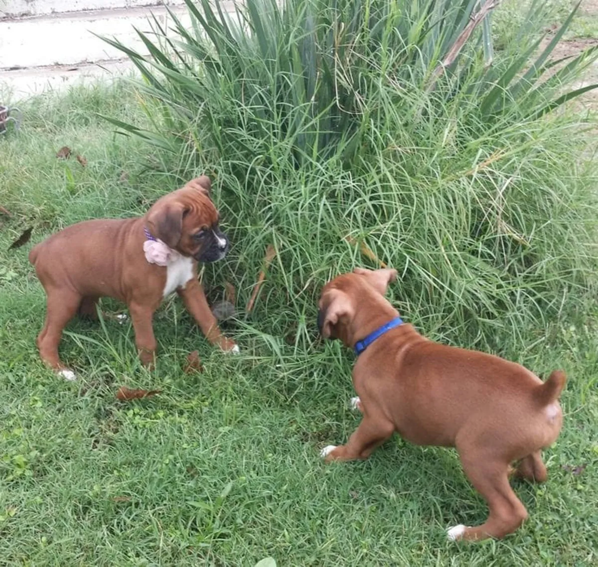 Precioso cachorro Boxer buscando una familia que lo llene de cariño 632 000 221