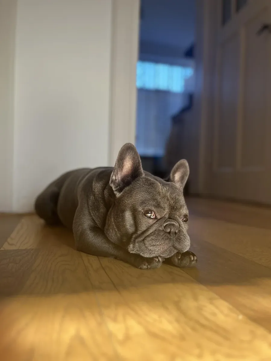 French bulldog looking for a relaxed home