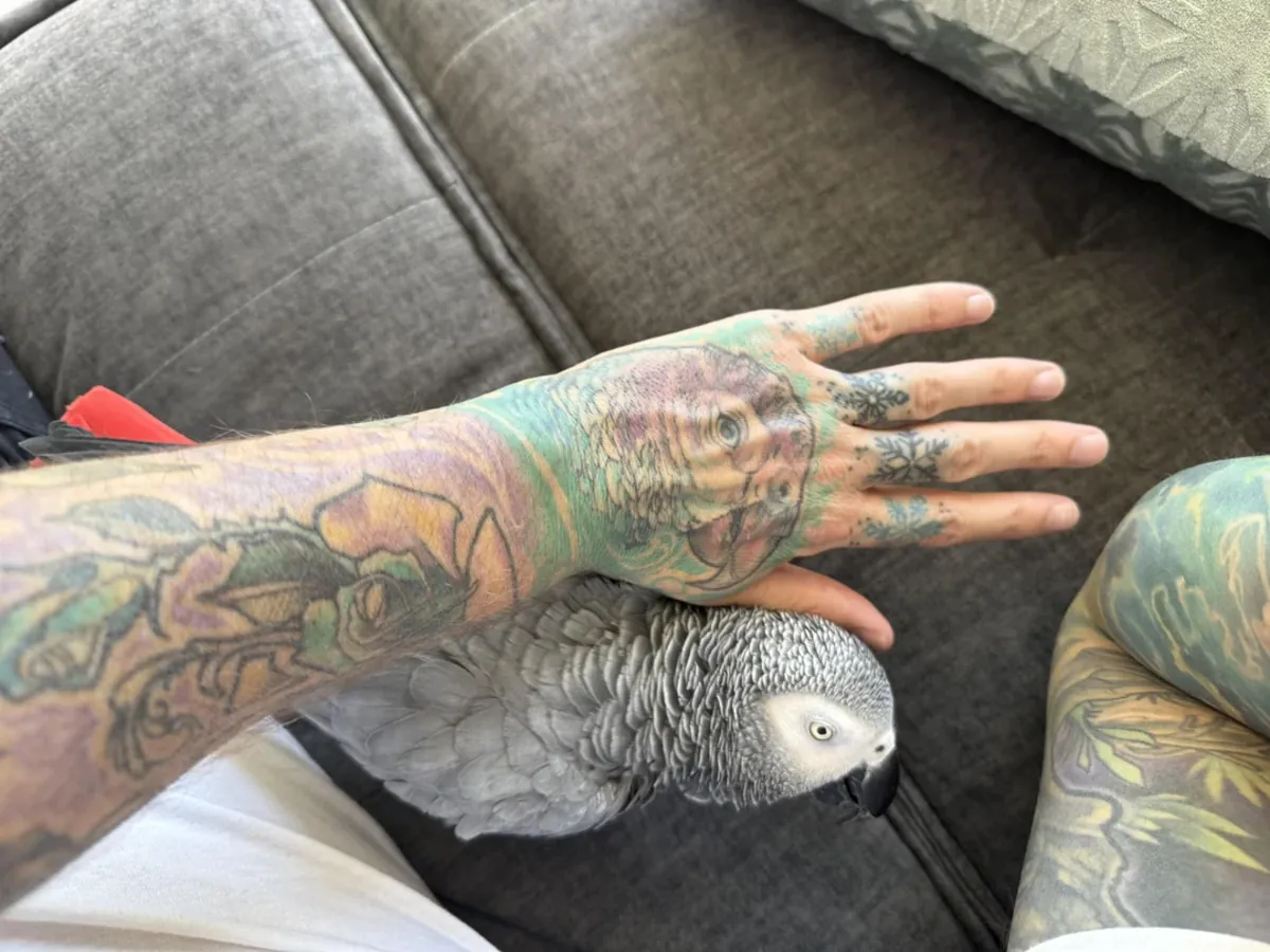 Amazon parrot raised around everyday household noise