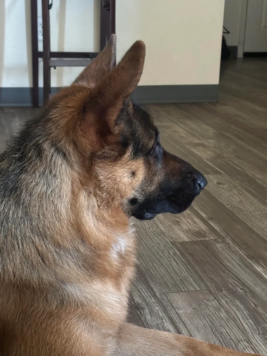 German shepherd used to daily routines