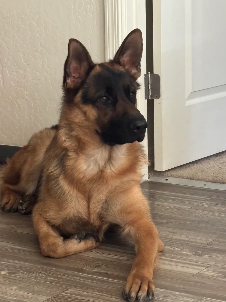 German shepherd used to daily routines