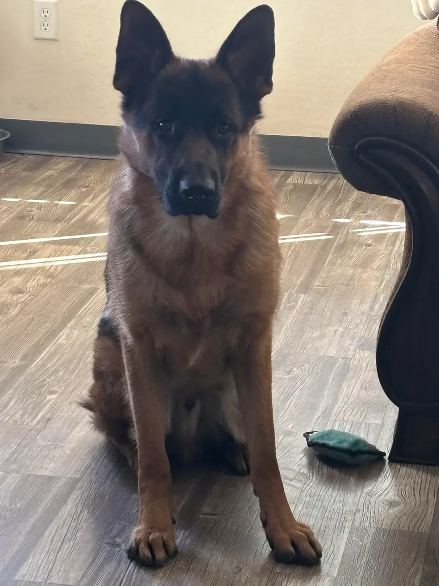 German shepherd used to daily routines