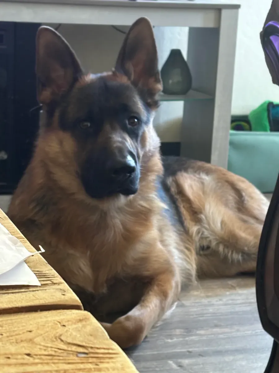 German shepherd used to daily routines