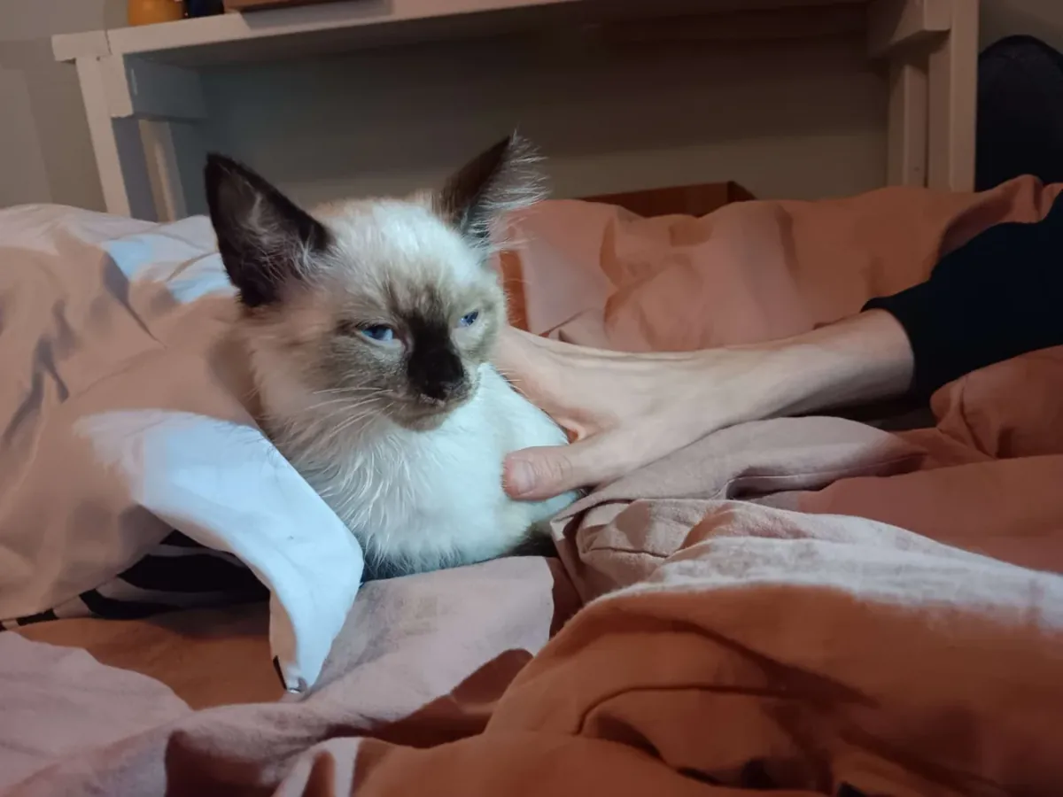Balinese cat that enjoys human company