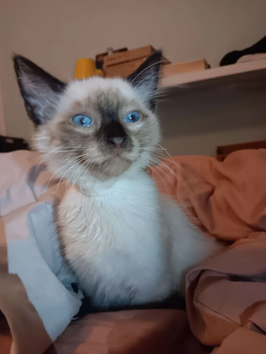 Balinese cat that enjoys human company
