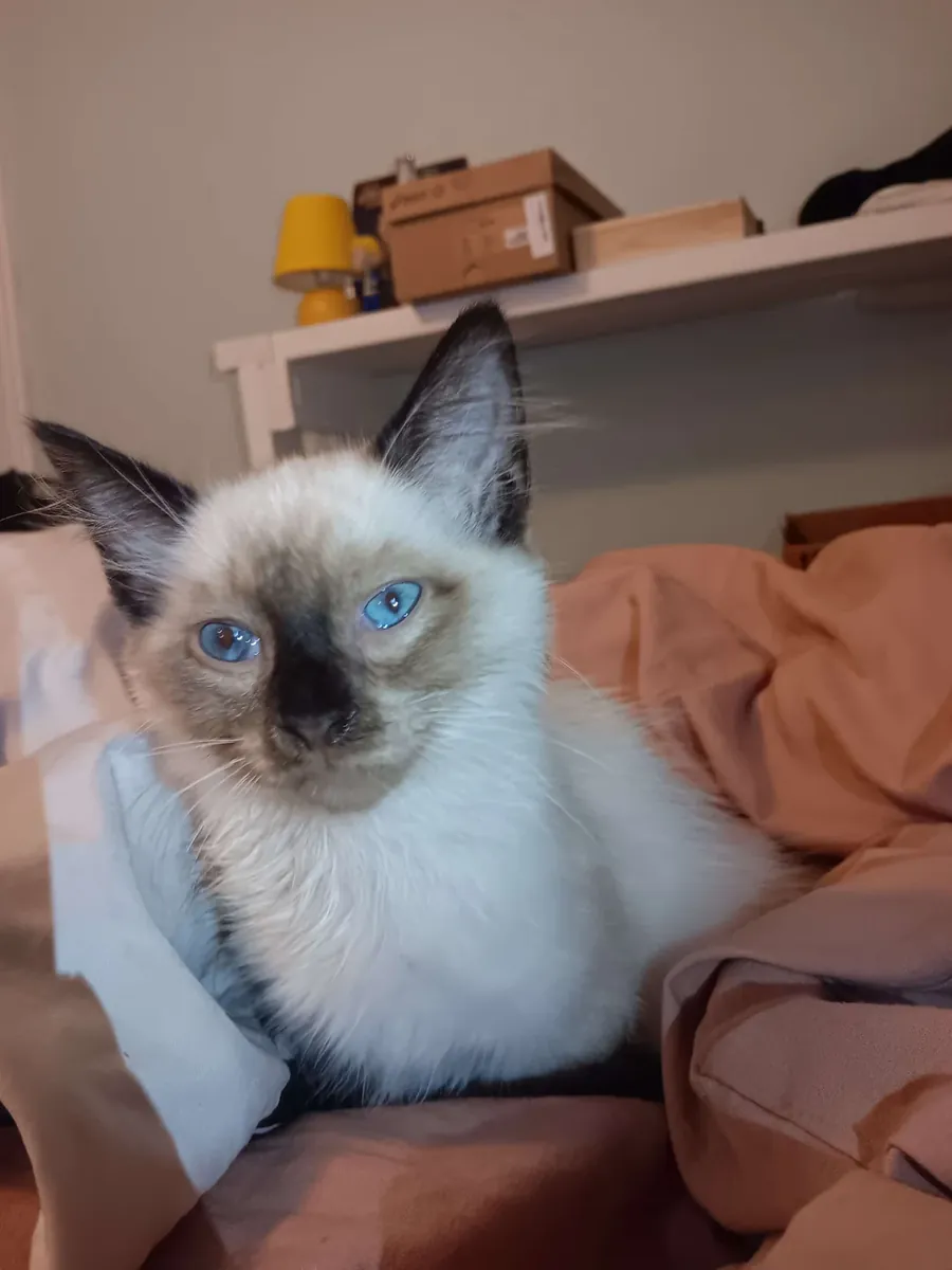 Balinese cat that enjoys human company