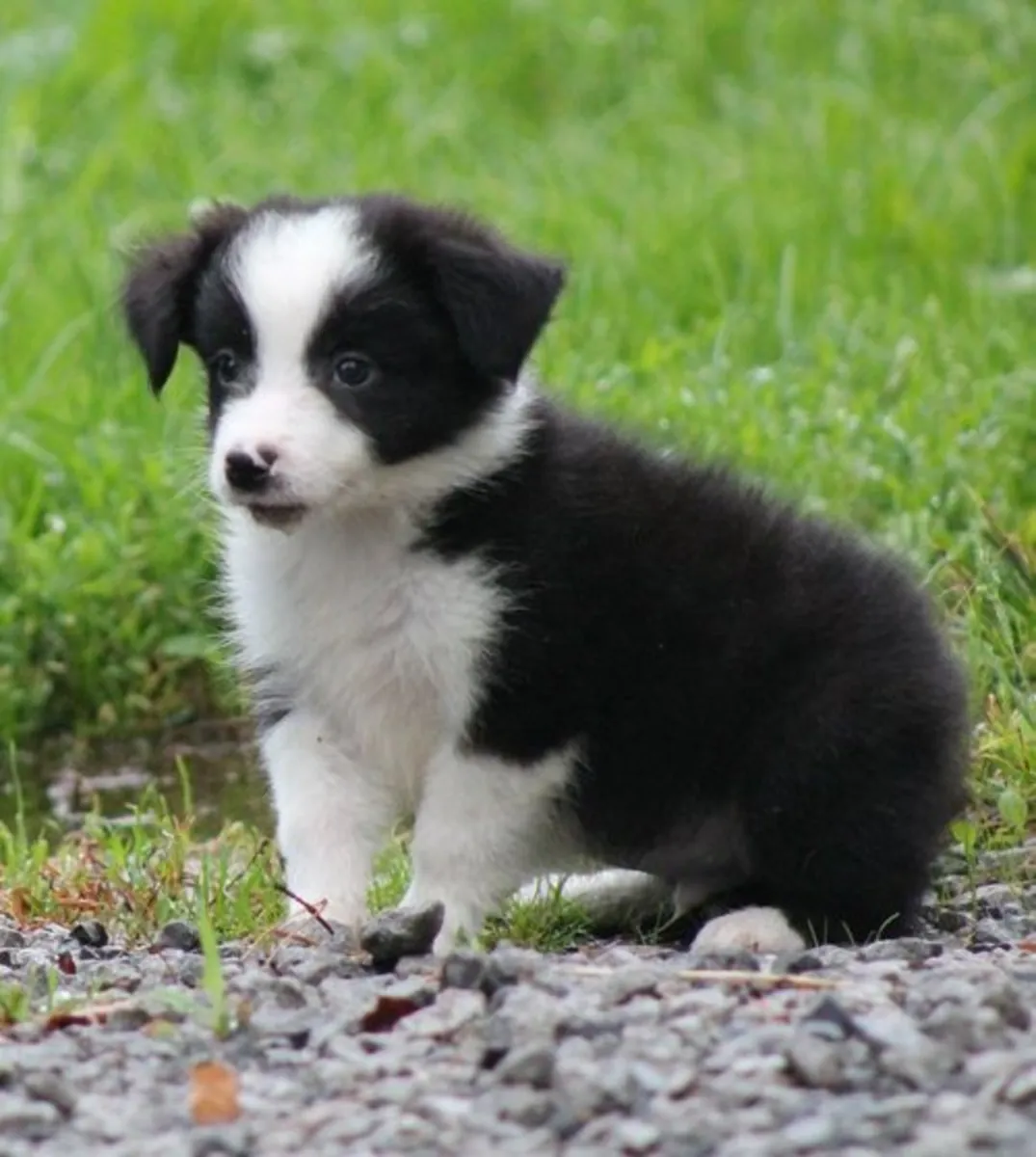 健康的边境牧羊犬幼犬