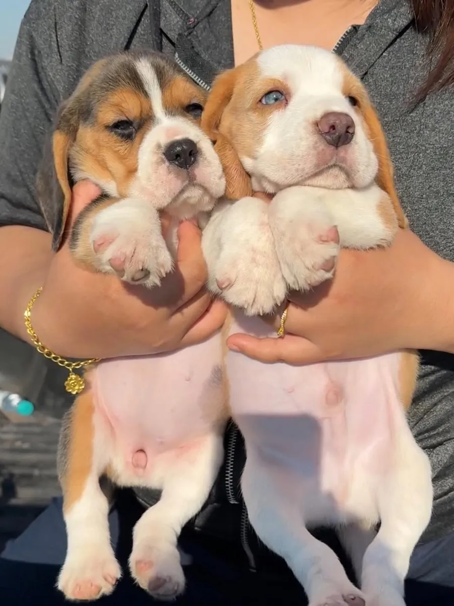 可爱的比格犬幼犬寻找一个充满爱的家庭 632 000 221