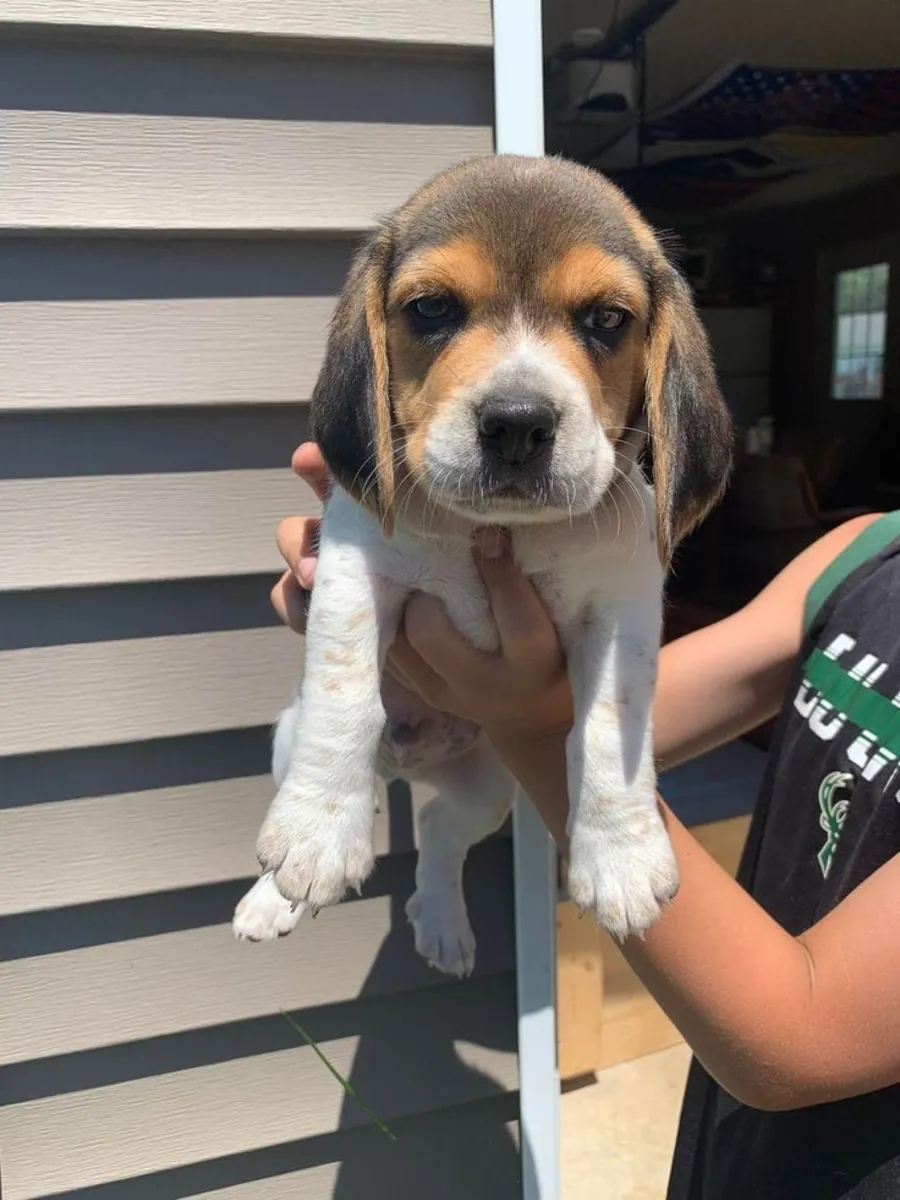 可爱的比格犬幼犬寻找充满爱的家 632 000 221