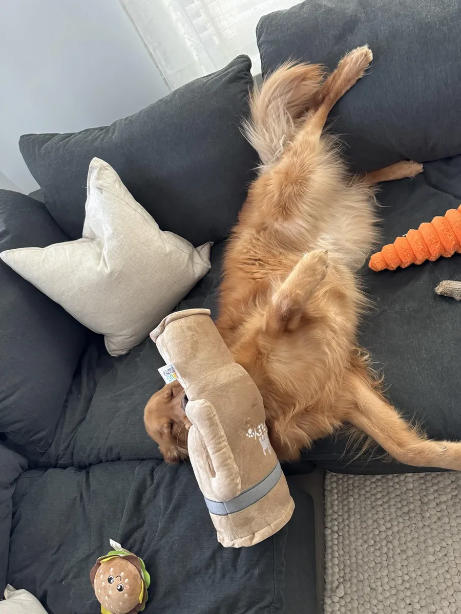 Golden retriever that loves long walks