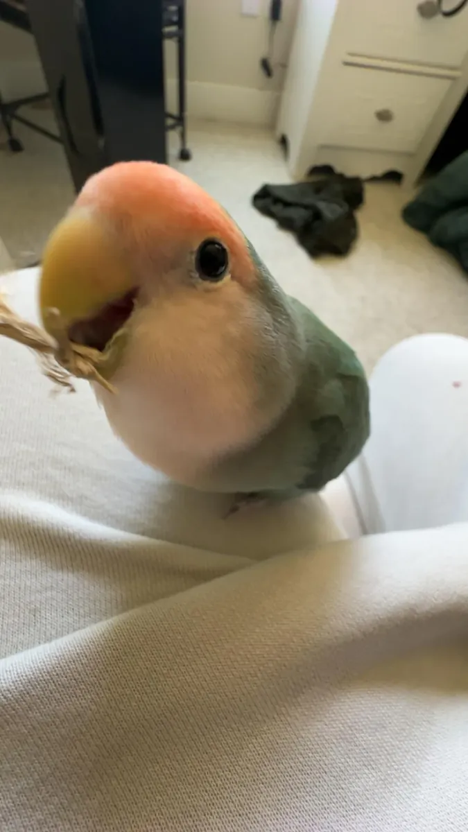 Lovebird raised in a home environment