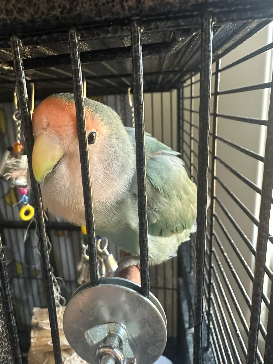 Lovebird raised in a home environment