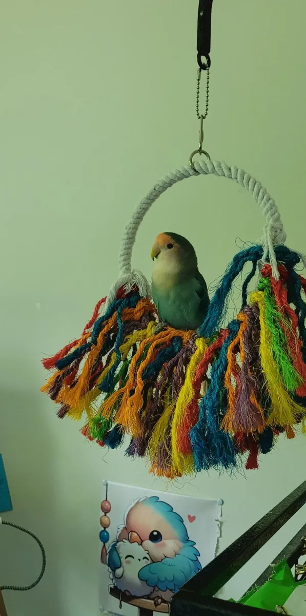 Lovebird raised in a home environment