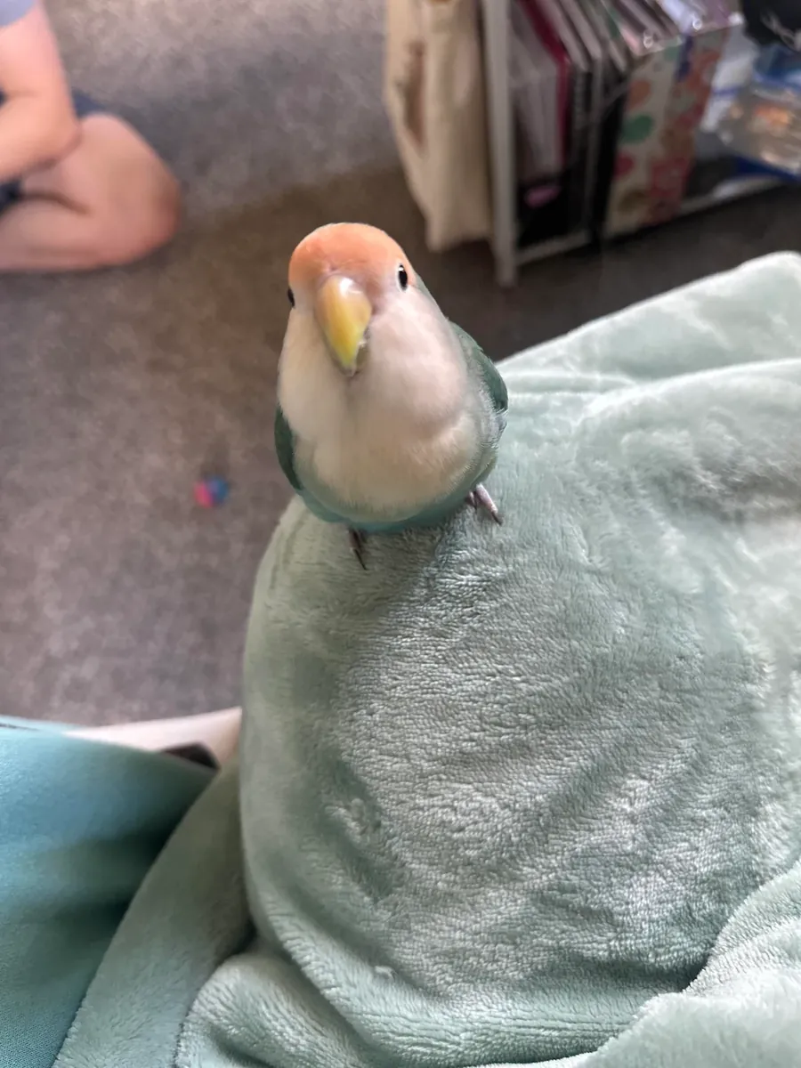 Lovebird raised in a home environment