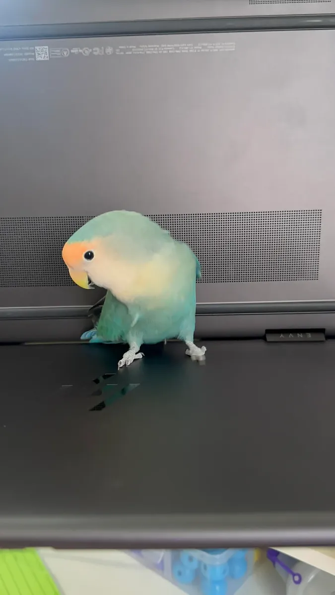 Lovebird raised in a home environment