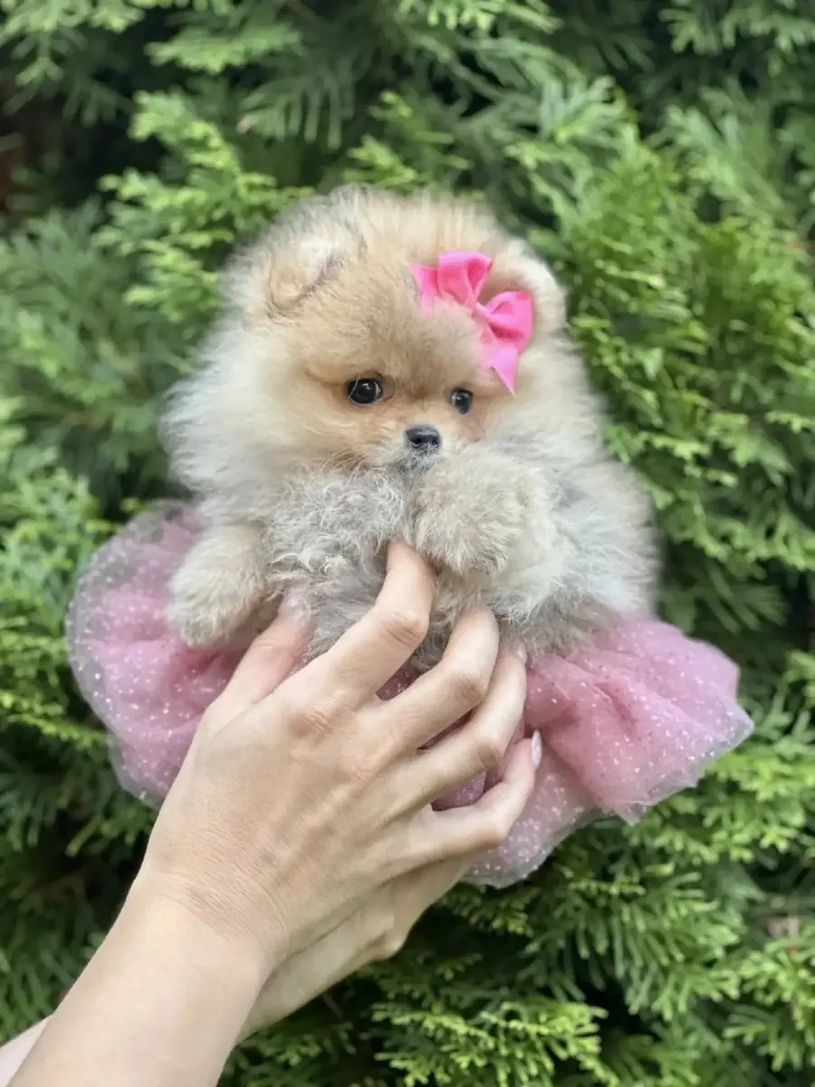 Healthy and Playful Pomeranian Puppies for Adoption