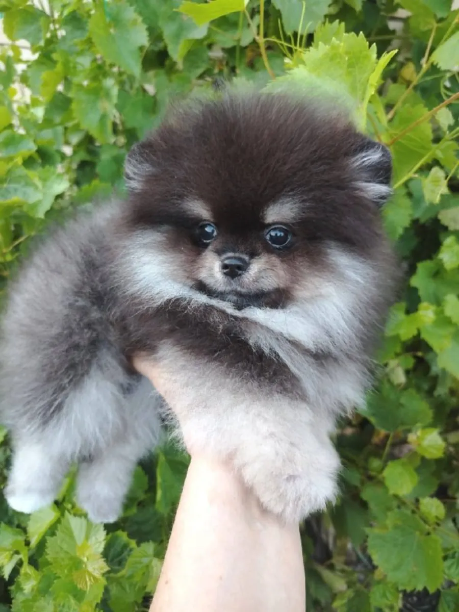 Cute and Friendly Pomeranian Puppies For Adoption