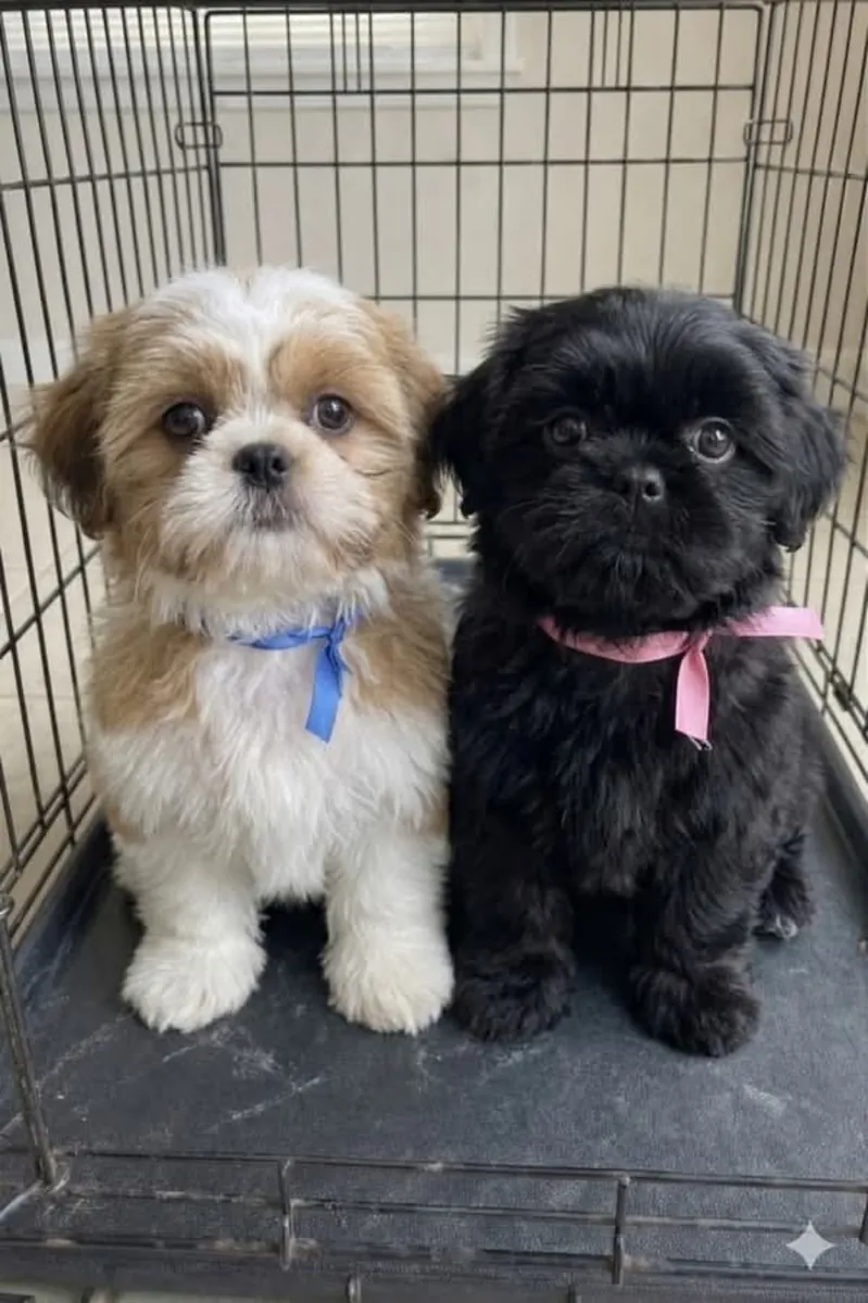 可爱的西施犬幼犬寻找一个充满爱的家庭 632 000 221