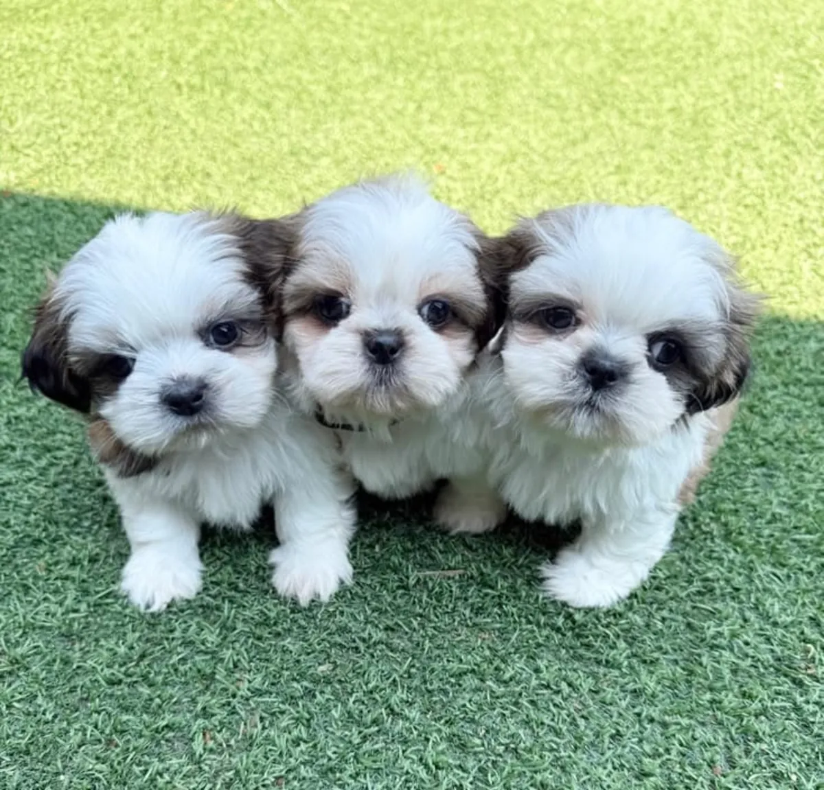 可爱的西施犬幼犬准备找到一个充满爱的家 632 000 221