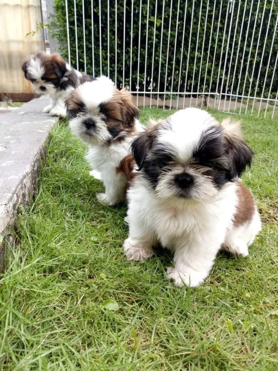 可爱的西施犬幼犬准备好见新家庭 632 000 221