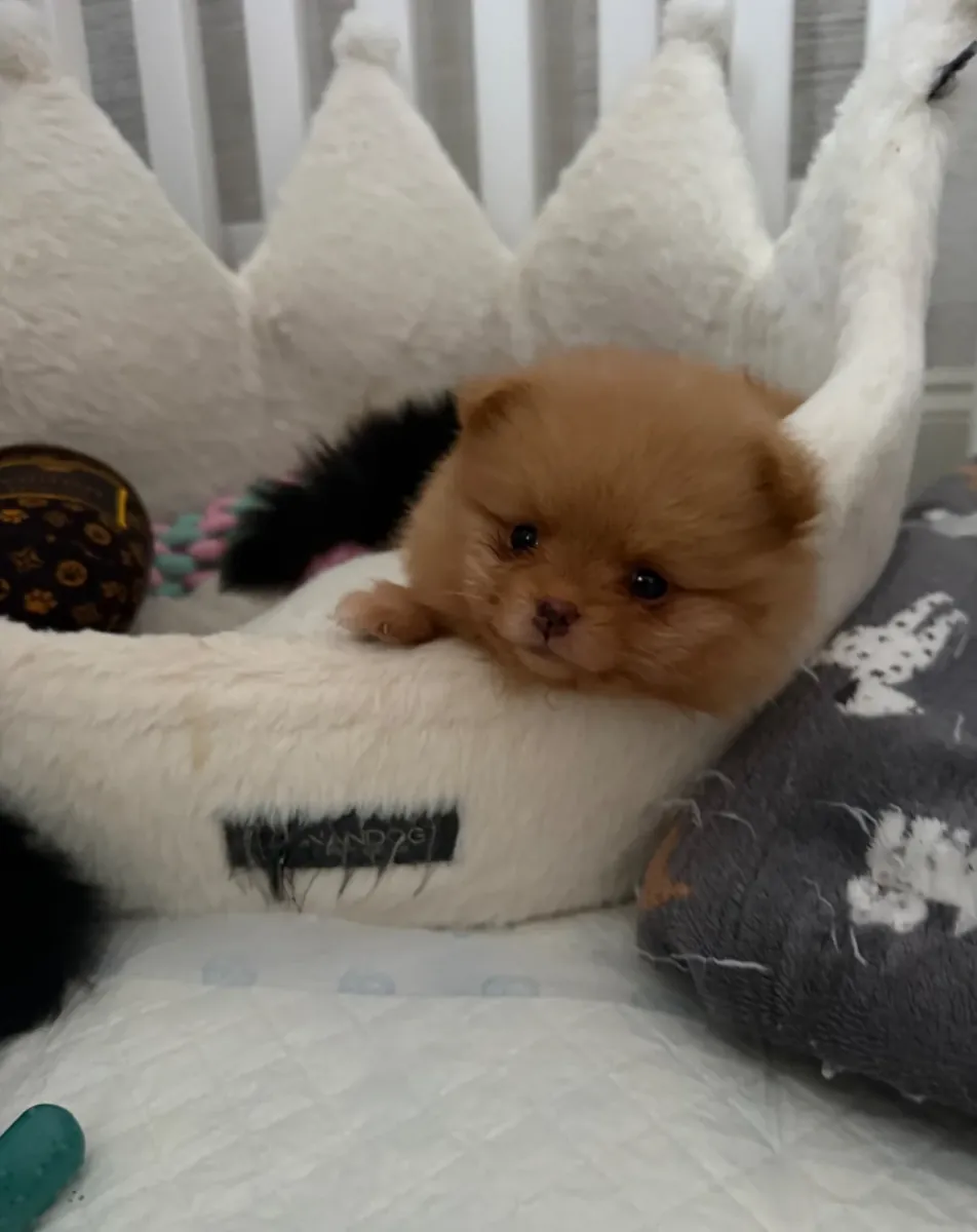 2 Joy Giving Pomeranian Puppies Available For You