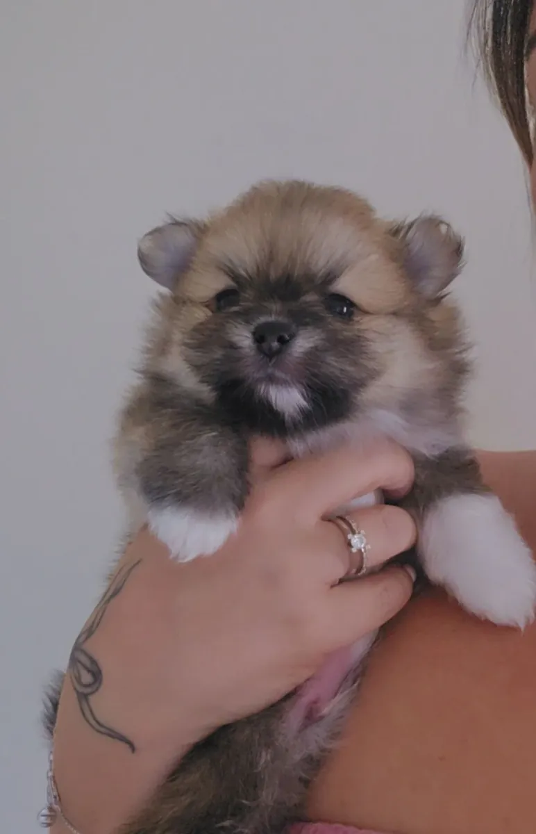 Sweet and Special Pomeranian Puppies Available for Re-homing