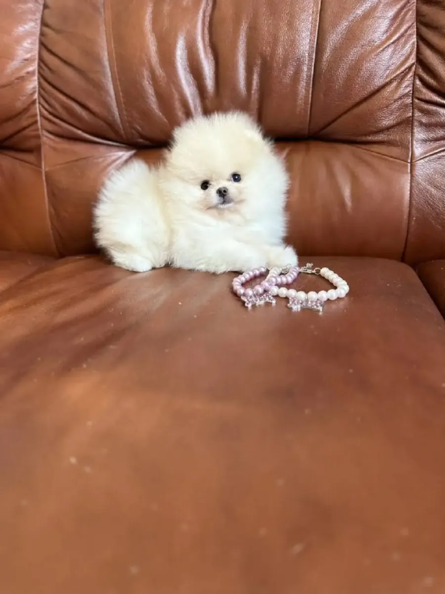 Snow White Pomeranian Puppies