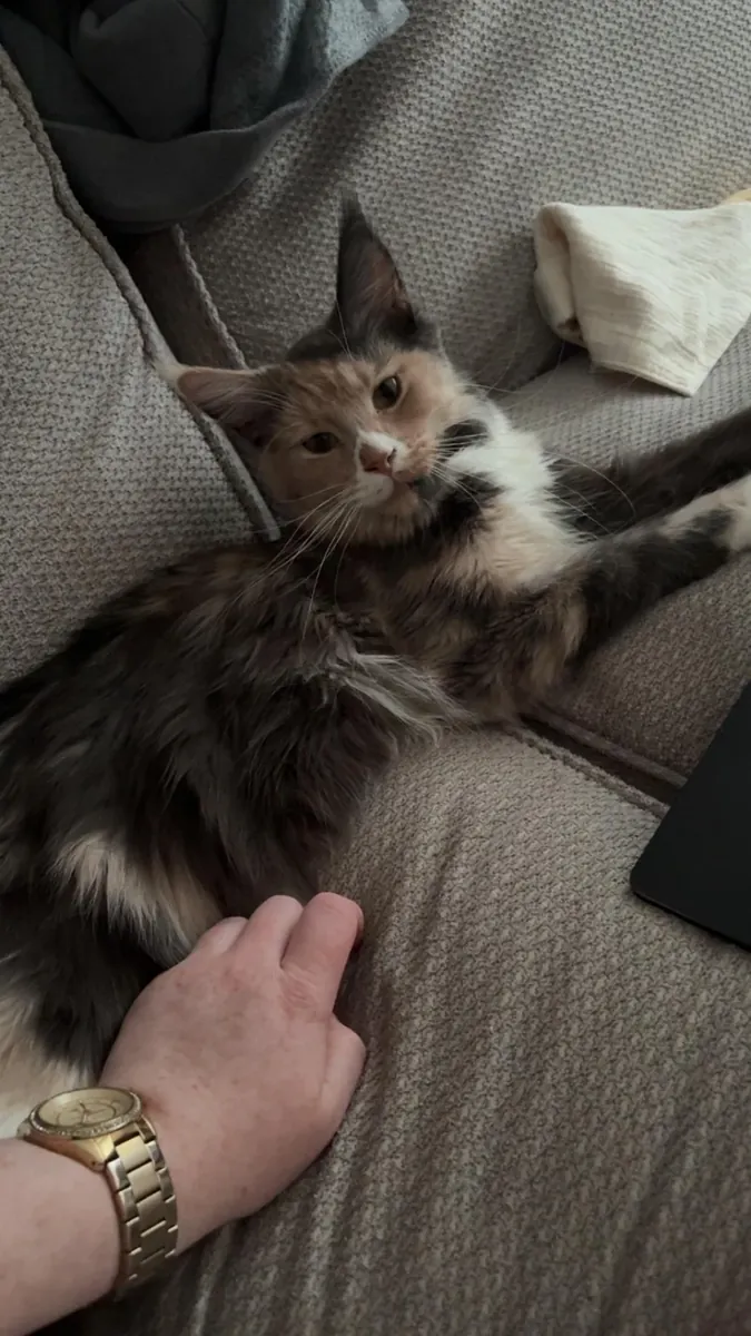 Maine Coon used to apartment living