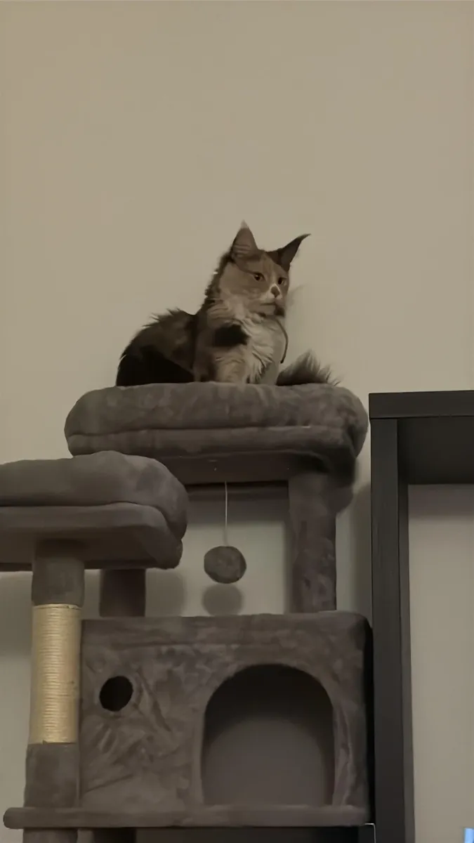 Maine Coon used to apartment living