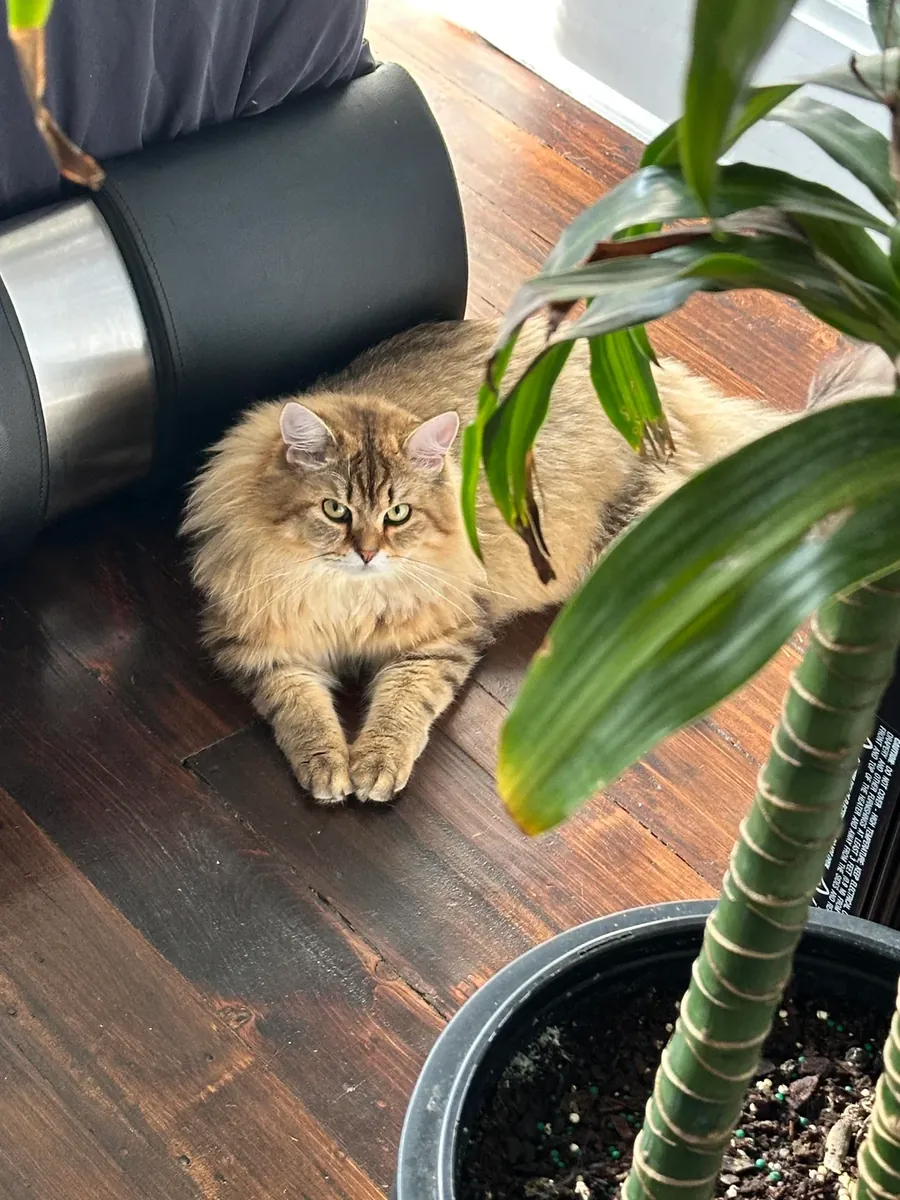 Calm Siberian cat seeks new family