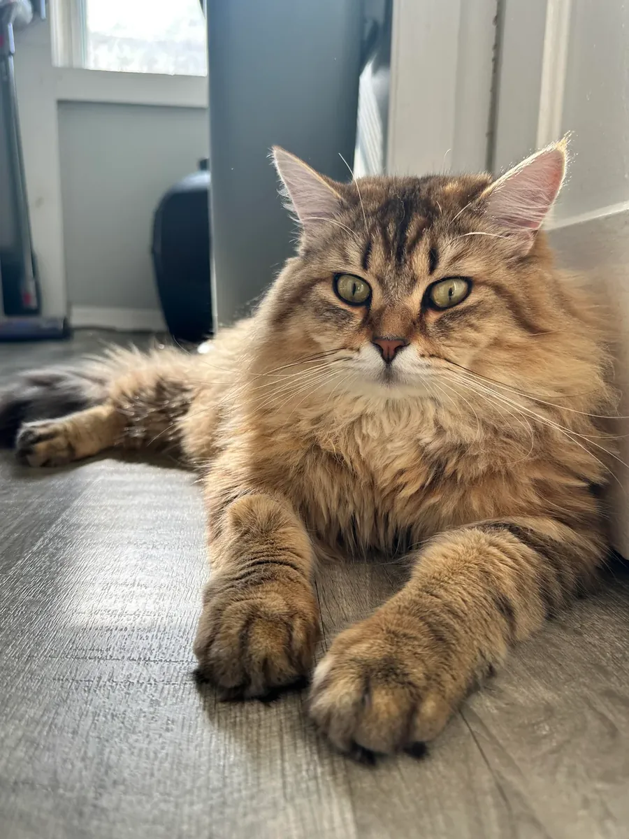Calm Siberian cat seeks new family