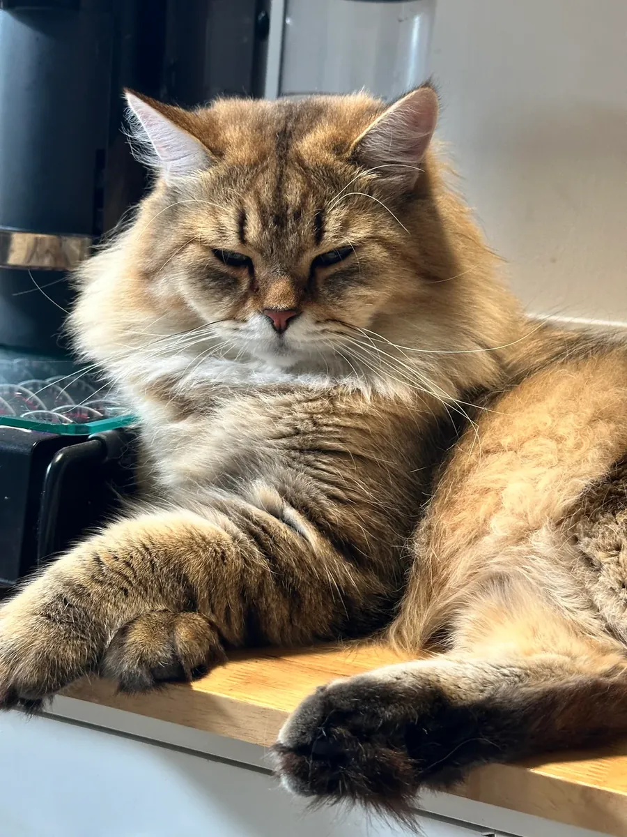 Calm Siberian cat seeks new family