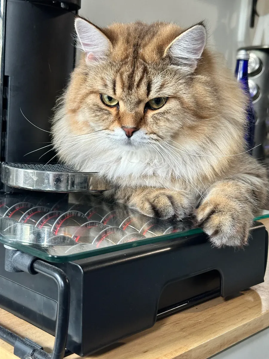 Calm Siberian cat seeks new family
