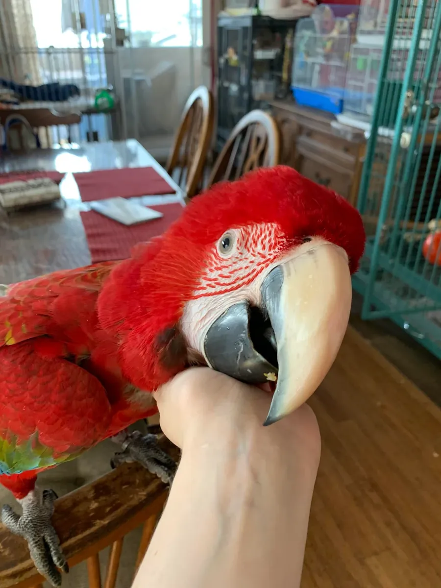Macaw parrot raised in a family environment