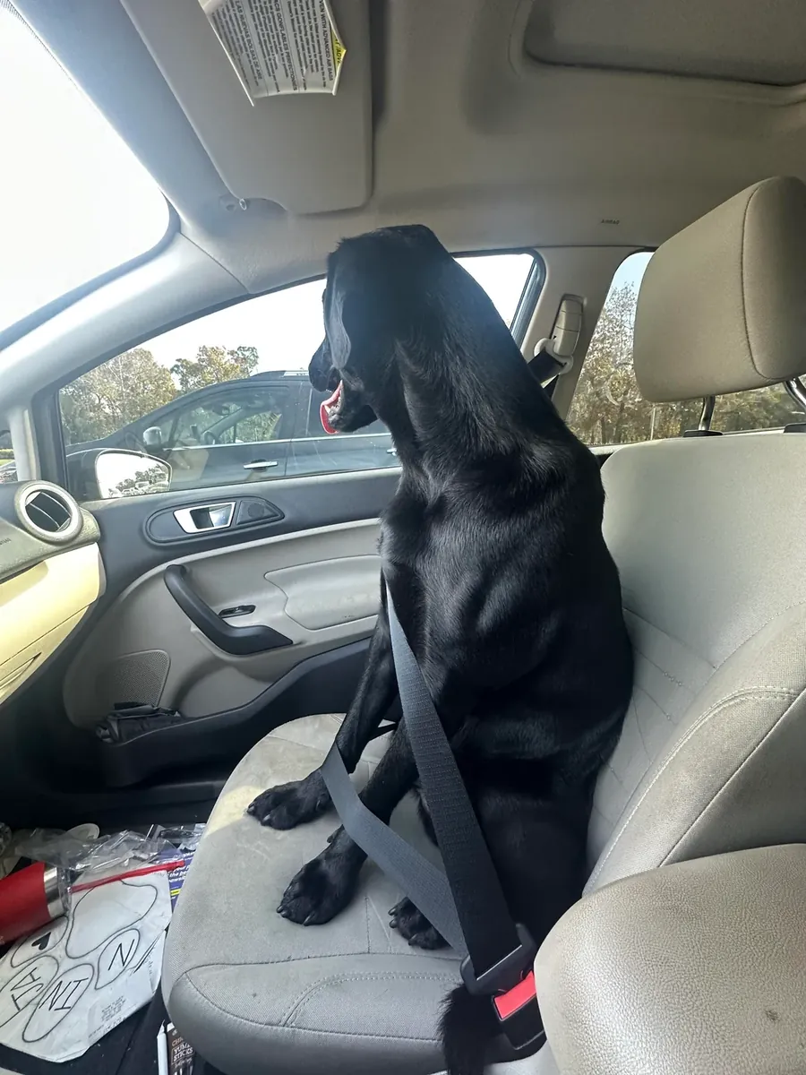 Sociable Labrador seeks new home