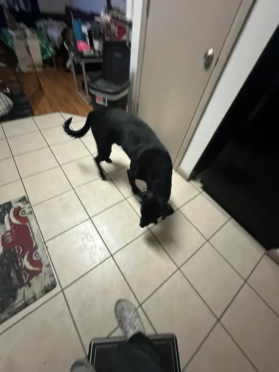 Sociable Labrador seeks new home