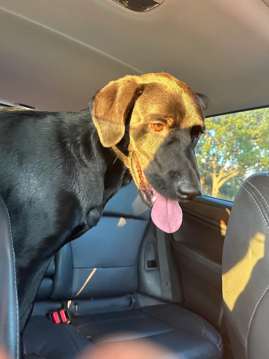 Sociable Labrador seeks new home