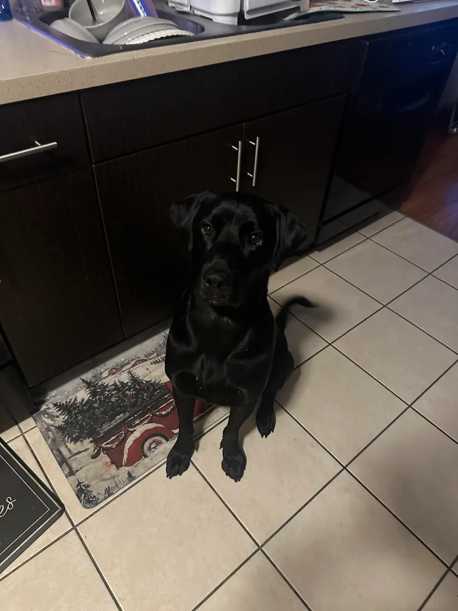 Sociable Labrador seeks new home