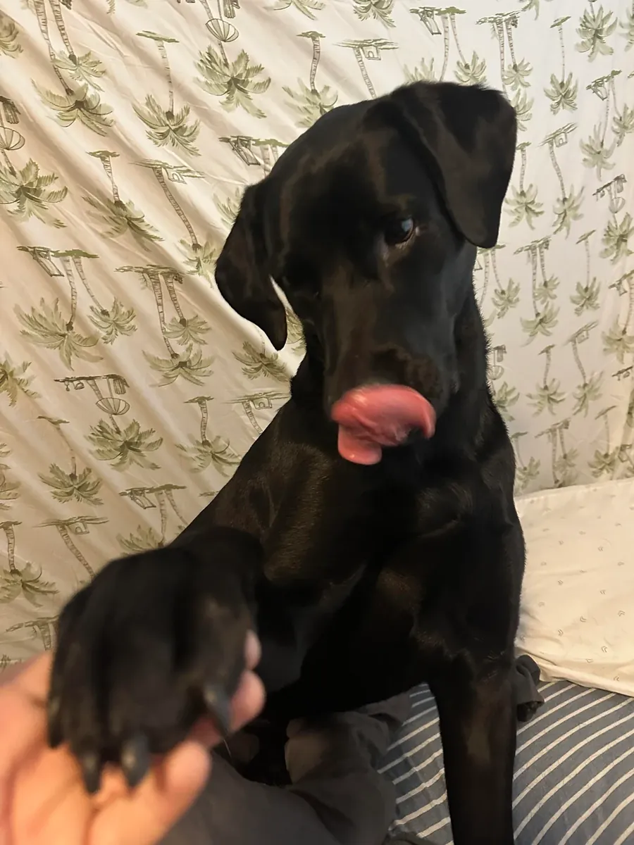 Sociable Labrador seeks new home