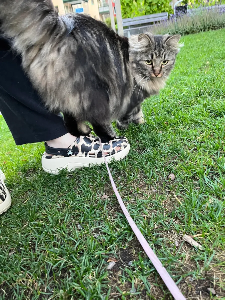 Norwegian Forest Cat used to being indoors
