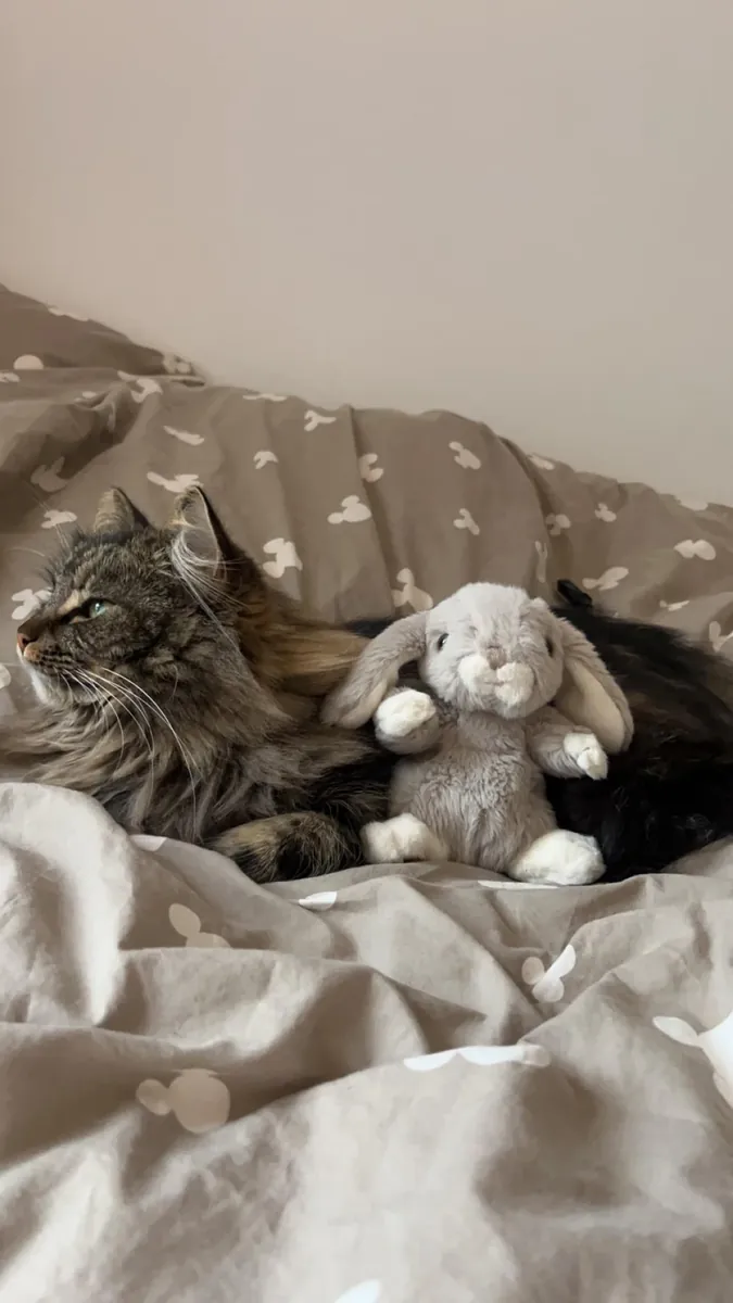 Norwegian Forest Cat used to being indoors